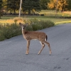 Deer on the road!