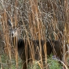 White tail deer in reeds.