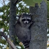 Raccoons 