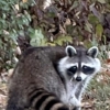 Raccoons 