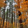 vertical frame of orange-leaved trees and green pine trees contrasting.
