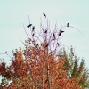 A group of Rusty Blackbirds are gathered in a tree with bright red/orange leaves.