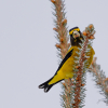 Evening Grosbeak 
