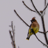 Cedar Waxwing on a frosty foggy morning 