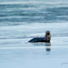 River Otter 
