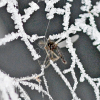 Insect caught in iced over spider web