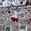 Snow on top of a bunch of small berries handing from a tree branch. In the background is a stone building.