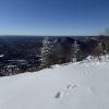 Snowshoe Hare tracks on Azure