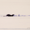 Otter emerges from snow covered ice on Black Lake
