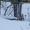 Gray Fox peeks up through the snow 