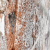 Brown Creeper tucked into the dead part of a tree
