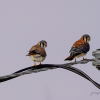 American Kestrel Pair 
