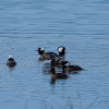 Hooded Merganser Meeting 