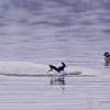Bufflehead Duck mating ritual 