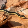garter snake on leaves