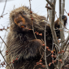 Porcupine by small pond near parking area