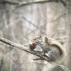 Picture of red squirrel with pinecone in mouth