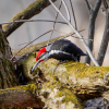 Pileated woodpecker on high alert