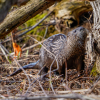 River Otter 