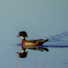 Wood Duck Drake on still water Black Lake