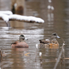 American Wigeon Pair Black Lake
