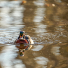 Wood Duck Reflection 