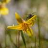Trout Lily and Carpenter Bee 