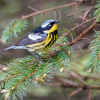 Magnolia Warbler 