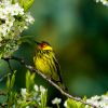 Cape May Warbler in plum tree 