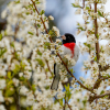 Rose Breasted Grosbeak posing in plum blossoms on Mothers Day 