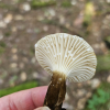 Mushroom 