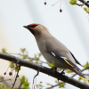 Bohemian Waxwing