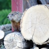 Wood Chuck on logs
