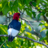Red Headed Woodpecker in plum tree 
