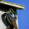 Insects are bird food 