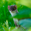 Stoat in the grass 