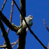 Cerulean Warbler Sighting on Black Lake 