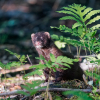 Curious Mink 
