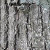 Moth against tree bark