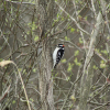 A downy woodpecker perches on the side of a branch.