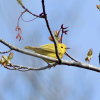 A small yellow bird perches on a stick with blue sky in the background.