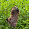 Groundhog climbing a fence