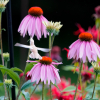 Leucistic ruby throated hummingbird 