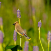 Cedar Waxwing on pickerel weed 