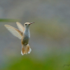 Leucistic Ruby Throated Hummingbird 