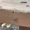 A photo of a banded harvestman crawling on the side of a wooden table