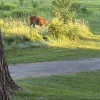 Deer In Long Grass