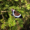 Black and white butterfly on green conifer branches