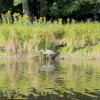 A great blue heron wanders the grassy bank, looking for a meal.