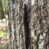 Close up image of an American Giant Millipede crawling up a tree trunk